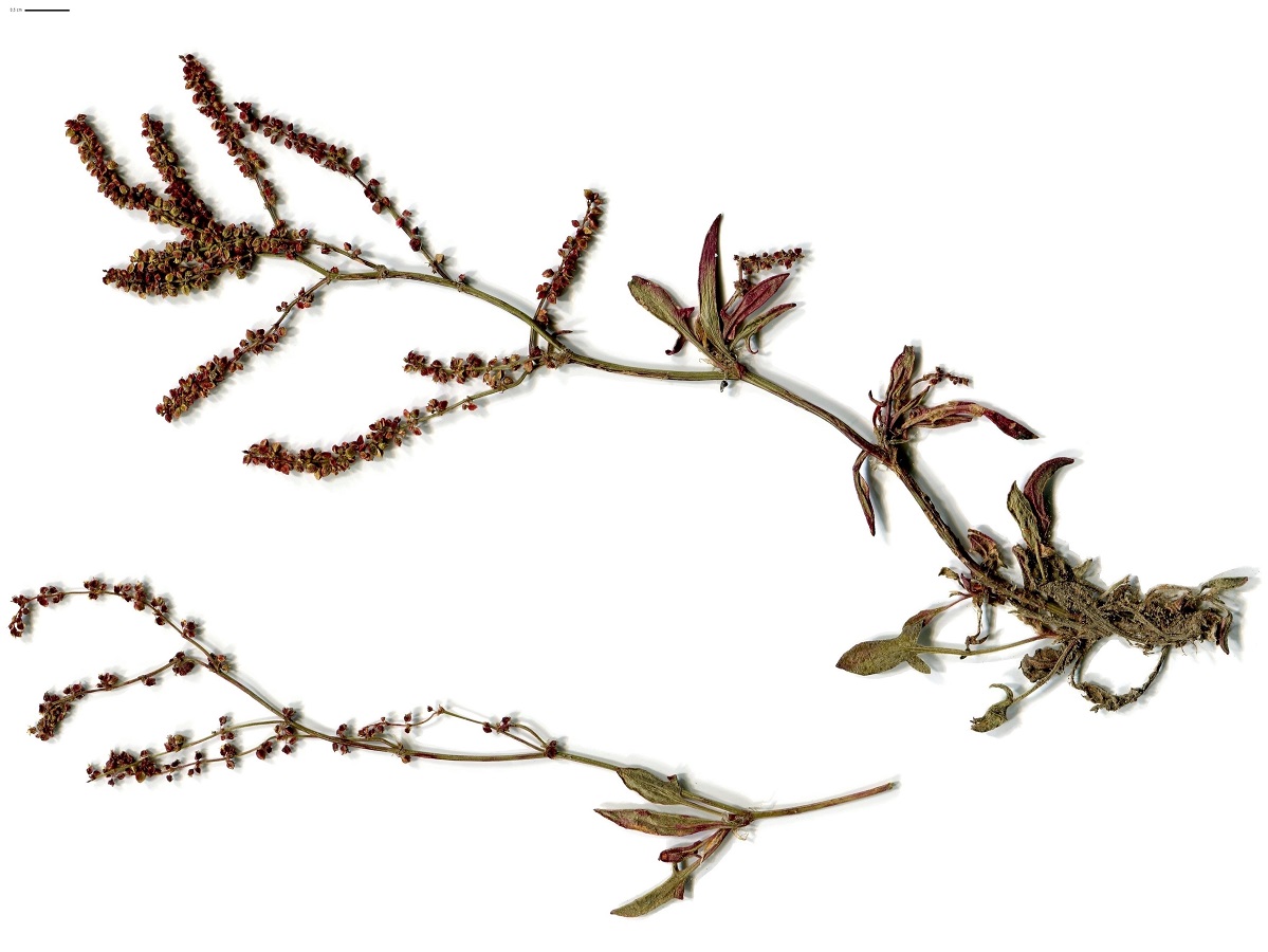 Rumex acetosella subsp. pyrenaicus (Polygonaceae)